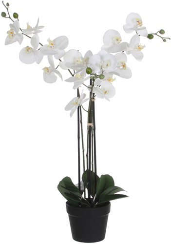 Kunstplant Mica Phalaenopsis orchideeën wit in plastic pot 79x51cm