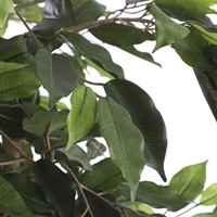 Kunstplant Mica Ficus groen in plastic pot Ø85 150cm-2
