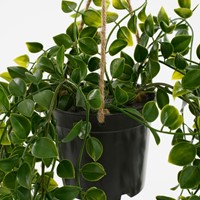 Kunstplant Mica Ficus hangend in pot groen Ø20 46cm-1