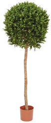 Kunst Buxus op stam 140cm groen
